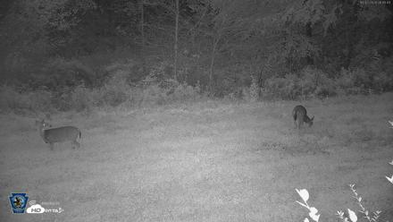 Pennsylvania Elk Live Webcam - Oct 2, 2026, 6:46am EDT