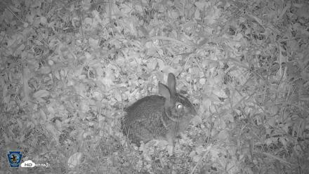 Pennsylvania Elk Live Webcam - Oct 1, 2026, 8:35pm EDT