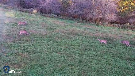 Pennsylvania Elk Live Webcam - Oct 1, 2026, 5:55pm EDT