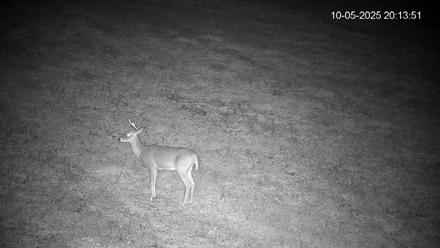 Pennsylvania Elk Live Webcam - Oct 5, 2025, 8:14pm EDT