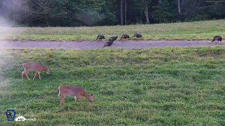Pennsylvania Elk Live Webcam - Sep 9, 2026, 6:31pm EDT
