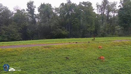 Pennsylvania Elk Live Webcam - Aug 11, 2026, 7:49am EDT
