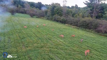 Pennsylvania Elk Live Webcam - Sep 4, 2026, 7:10pm EDT