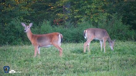 Pennsylvania Elk Live Webcam - Sep 5, 2026, 7:12pm EDT