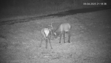 Pennsylvania Elk Live Webcam - Sep 4, 2025, 9:20pm EDT