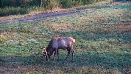 Pennsylvania Elk Live Webcam - Sep 9, 2025, 7:55am EDT