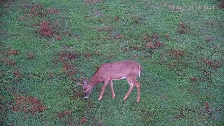 Pennsylvania Elk Live Webcam - Oct 14, 2025, 6:31pm EDT