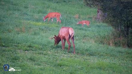 Pennsylvania Elk Live Webcam - Aug 9, 2026, 8:16pm EDT