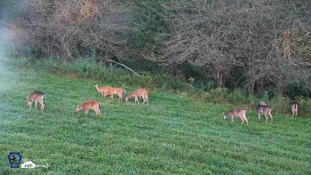 Pennsylvania Elk Live Webcam - Sep 7, 2026, 6:54pm EDT