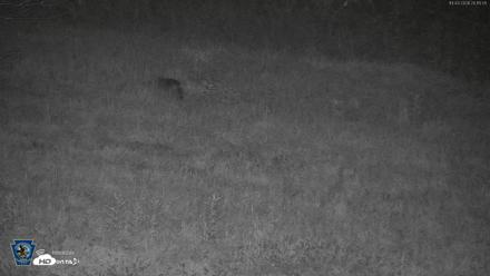 Pennsylvania Elk Live Webcam - Oct 3, 2026, 8:16pm EDT