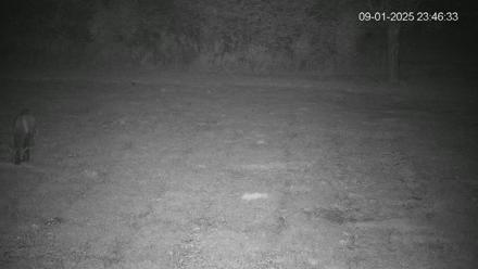 Pennsylvania Elk Live Webcam - Sep 1, 2025, 11:47pm EDT