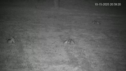 Pennsylvania Elk Live Webcam - Oct 15, 2025, 8:40pm EDT