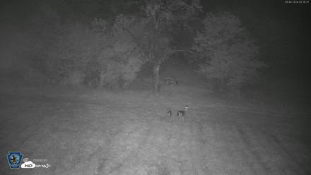 Pennsylvania Elk Live Webcam - Sep 4, 2026, 5:38am EDT