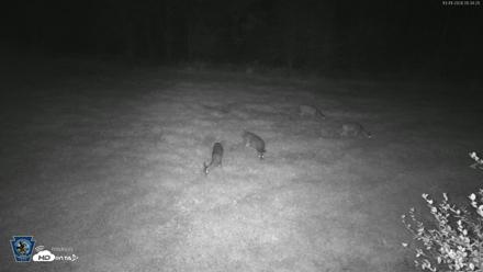 Pennsylvania Elk Live Webcam - Oct 1, 2026, 5:35am EDT