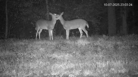 Pennsylvania Elk Live Webcam - Oct 7, 2025, 11:04pm EDT
