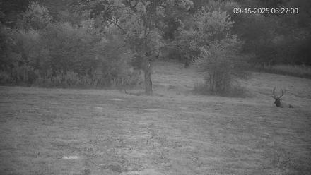 Pennsylvania Elk Live Webcam - Sep 15, 2025, 6:27am EDT