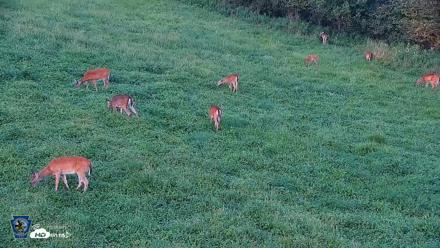 Pennsylvania Elk Live Webcam - Aug 21, 2026, 7:29pm EDT