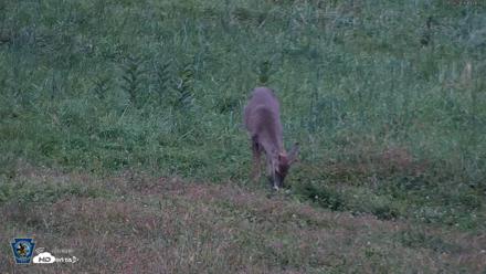 Pennsylvania Elk Live Webcam - Sep 28, 2026, 7:06pm EDT