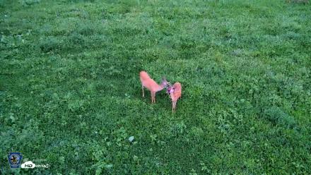 Pennsylvania Elk Live Webcam - Aug 17, 2026, 6:26am EDT