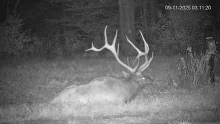 Pennsylvania Elk Live Webcam - Sep 11, 2025, 3:11am EDT
