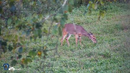 Pennsylvania Elk Live Webcam - Sep 10, 2026, 6:10pm EDT