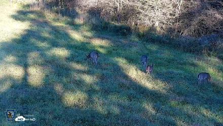Pennsylvania Elk Live Webcam - Oct 3, 2026, 5:27pm EDT