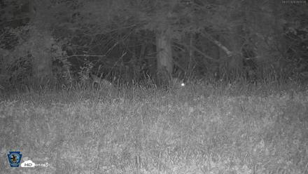 Pennsylvania Elk Live Webcam - Sep 27, 2026, 5:53am EDT
