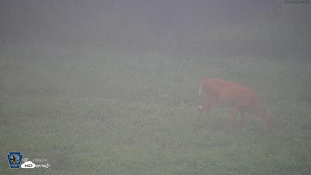 Pennsylvania Elk Live Webcam - Aug 7, 2026, 7:40am EDT