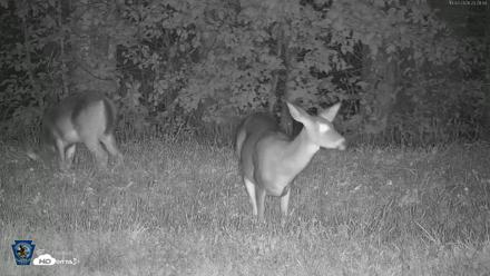Pennsylvania Elk Live Webcam - Oct 2, 2026, 11:30pm EDT