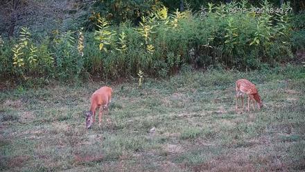 Pennsylvania Elk Live Webcam - Sep 13, 2025, 6:41pm EDT