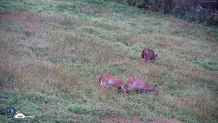 Pennsylvania Elk Live Webcam - Oct 2, 2026, 5:16pm EDT