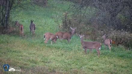 Pennsylvania Elk Live Webcam - Oct 1, 2026, 6:53pm EDT
