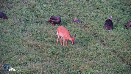 Pennsylvania Elk Live Webcam - Sep 9, 2026, 5:59pm EDT