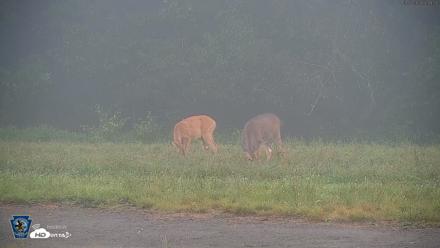 Pennsylvania Elk Live Webcam - Sep 7, 2026, 7:50am EDT