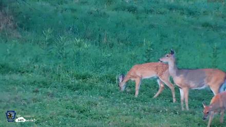 Pennsylvania Elk Live Webcam - Sep 7, 2026, 7:06pm EDT