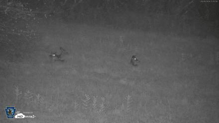 Pennsylvania Elk Live Webcam - Sep 26, 2026, 10:43pm EDT