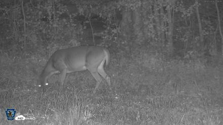 Pennsylvania Elk Live Webcam - Oct 3, 2026, 11:46pm EDT