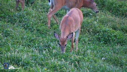Pennsylvania Elk Live Webcam - Sep 5, 2026, 8:09am EDT