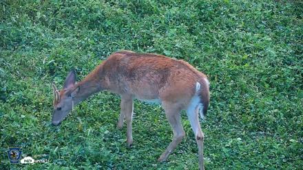 Pennsylvania Elk Live Webcam - Sep 6, 2026, 7:15am EDT
