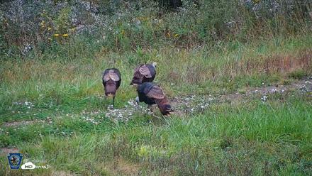 Pennsylvania Elk Live Webcam - Oct 1, 2026, 12:54pm EDT
