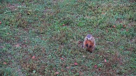 Pennsylvania Elk Live Webcam - Sep 27, 2025, 2:42pm EDT