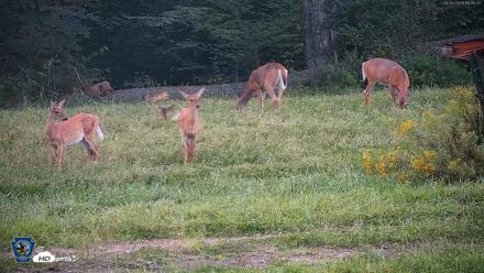 Pennsylvania Elk Live Webcam - Sep 4, 2026, 7:45pm EDT