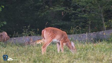 Pennsylvania Elk Live Webcam - Sep 5, 2026, 7:06pm EDT