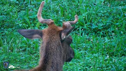 Pennsylvania Elk Live Webcam - Aug 6, 2026, 7:55am EDT