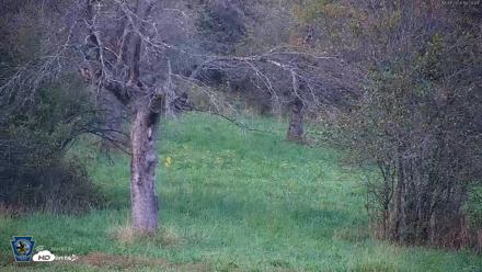 Pennsylvania Elk Live Webcam - Oct 1, 2026, 6:27pm EDT