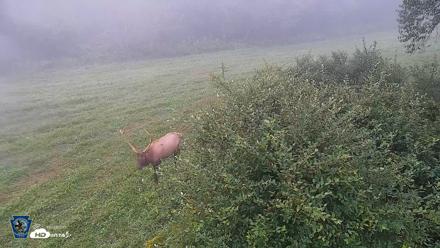 Pennsylvania Elk Live Webcam - Sep 7, 2026, 6:49am EDT