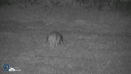 Pennsylvania Elk Live Webcam - Sep 28, 2026, 5:53am EDT