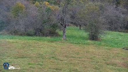 Pennsylvania Elk Live Webcam - Sep 30, 2026, 1:17pm EDT