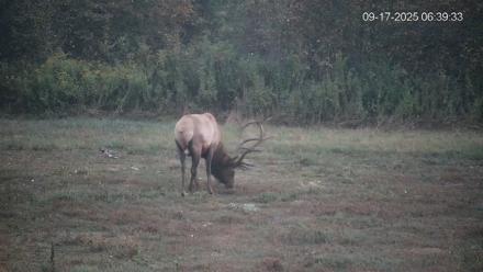 Pennsylvania Elk Live Webcam - Sep 17, 2025, 6:40am EDT