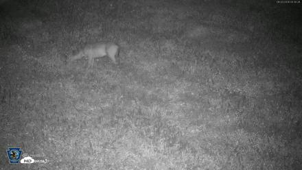 Pennsylvania Elk Live Webcam - Aug 20, 2026, 3:31am EDT